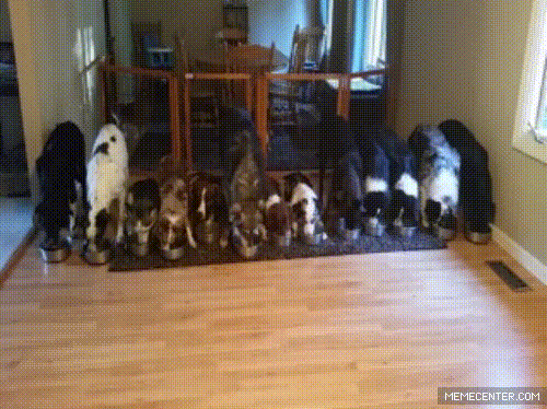 #18 Bewegter Picturedump 244