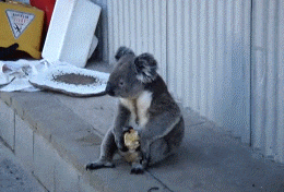 #38 Bewegter Picturedump 406