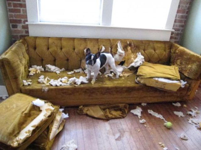 Kleiner Hund hinterlässt grosses Chaos