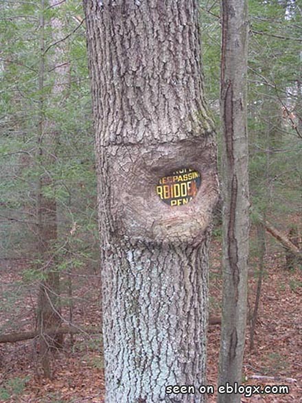Vom Baum verschluckt