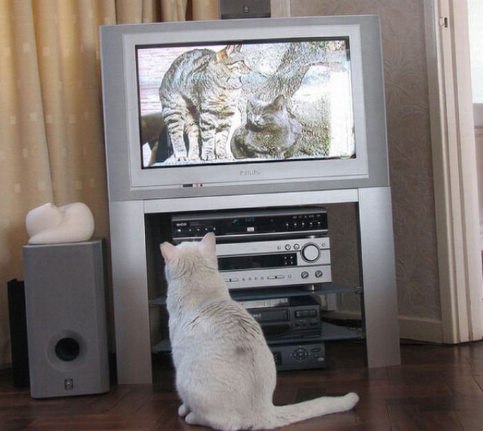 Tiere und ihre Artgenossen im Fernsehen