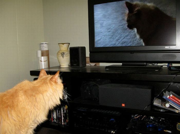 Tiere und ihre Artgenossen im Fernsehen