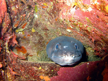 #fish_23 Vorsicht bissig!