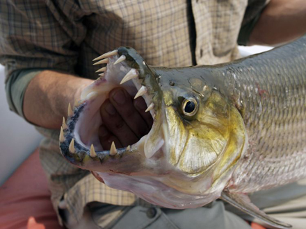 #fish_26 Vorsicht bissig!