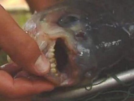 #fish_27 Vorsicht bissig!