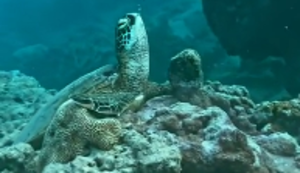 Undichte Meeresschildkröte