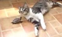 Schildkröte gegen Katze