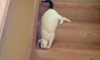 Faule Katze
