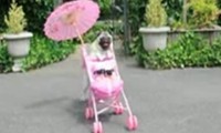 Ein Mops und sein Puppenwagen