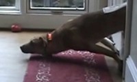 Der Hund und die Katzenklappe