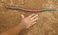 Ganz schön fette Würmer