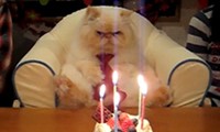 Eine Katze wird 5 Jahre
