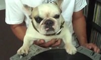 DJ Bulldog