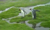 Pinguin Dilemma