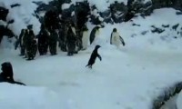 Hyperaktiver Pinguin