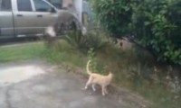 Vogel ärgert eine Katze