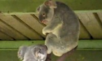 Koalas können auch sehr böse werden