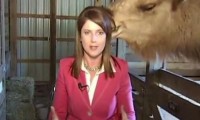 Kamel frisst einer Reporterin die Haare vom Kopf