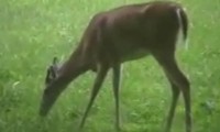 Dieser Rehbock frisst gern Vögel