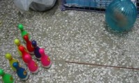 Hamster-Bowling