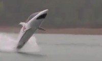 Hai-Boot