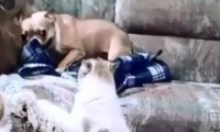 Hund gegen Katze
