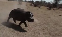 Hippo Attacke
