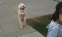 Mit dem Hund Gassi gehen