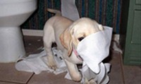 Tiere allein zu Haus