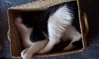 Katzen in Boxen