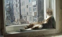 Total entspannte Katzen