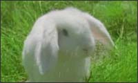 wendys - bunny