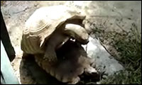 schildkrötensex schildkrötensex
