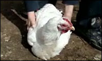 huhn in den schlaf wiegen huhn in den schlaf wiegen