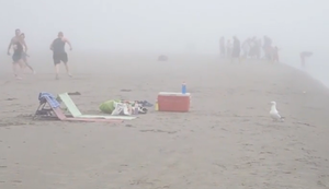 Möwe nutzt die Gelegenheit