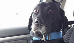 Auf dem Weg zum Tierarzt