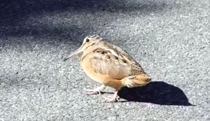 Tanzender Vogel