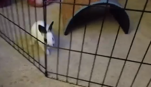 Falscher Käfig für das Kaninchen