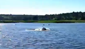 Flusspferd haut den Turbo rein