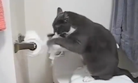 Böse Katzen