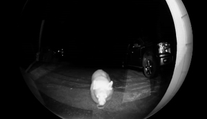 Nächtlicher Besuch
