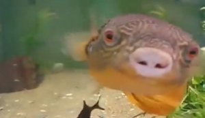 Kugelfisch liebt Muscheln