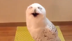 Lachende Schnee-Eule