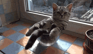 Bewegter Picturedump 303