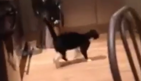 Katze hüpft durch die Wohnung
