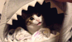 Bewegter Picturedump 230