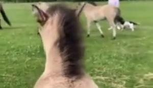 Pony weiß was es will