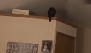 Katze vs. Deckenventilator
