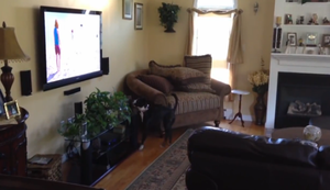 Hund guckt Fernsehen