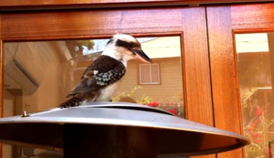 Ruf eines Kookaburra